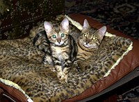 Trim at 12 and Lance at 17 weeks, their first time sleeping together.  Lance was still growling and hissing at Trim whenever they got close, but this marked their turning point.  They are now inseparable.  